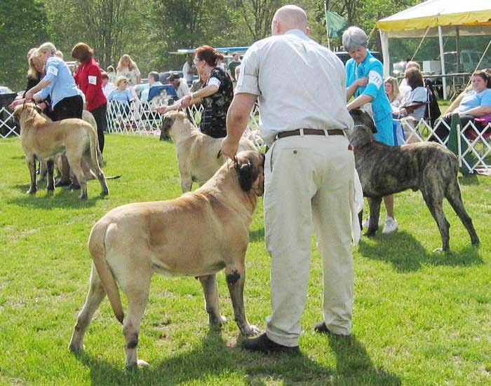 buckstrenton0024dog_bbeclas