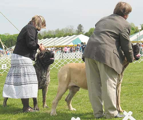 buckstrenton0045dog_open