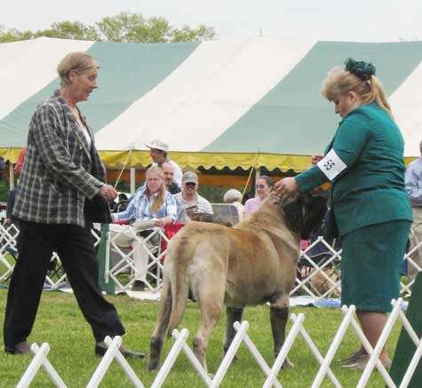 buckstrenton0124veterandog