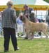 buckstrenton0041dog_open