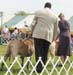 buckstrenton0046dog_open