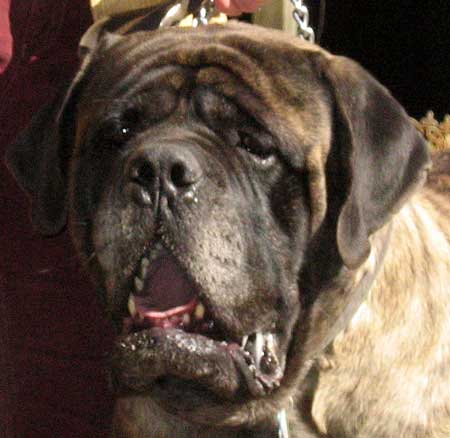 Cisco's beautifu Mastiff head.