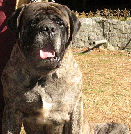 Cisco's beautiful Mastiff head.