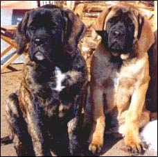 Mastiff Puppies Pasha and Dar welcome you to Old School Mastiffs!