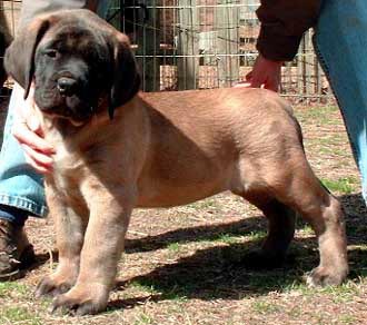 Elle at 8 weeks of age.