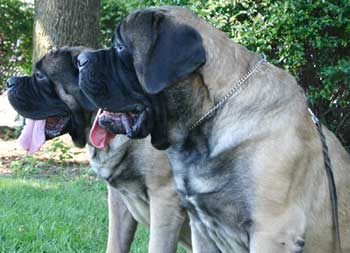 Max and Junior at 2.5 years of age.