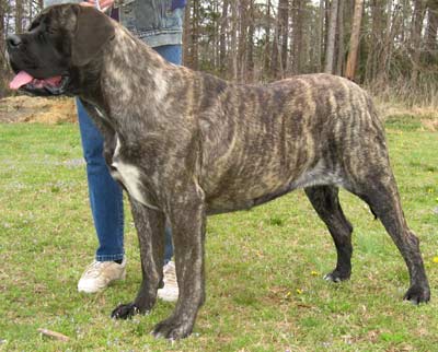 Lizzie at 18 months of age.