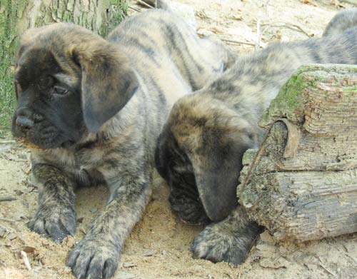 Logan at 8 weeks.