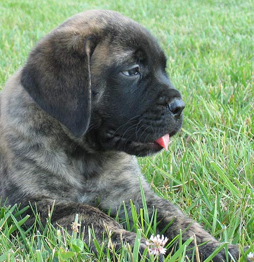 Logan at 8 weeks.