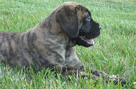 Logan at 8 weeks.