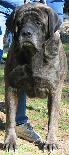 Max front
