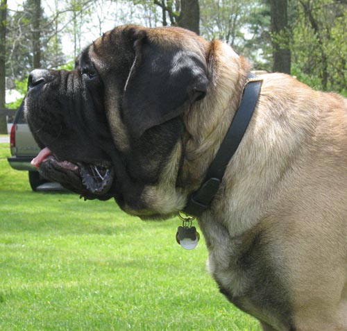 Max at 3 years of age. What a beautiful head!