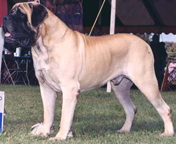 Ming winning Best of Breed