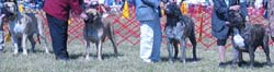 odkc_fall05_0025
