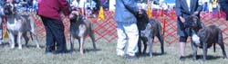 odkc_fall05_0026