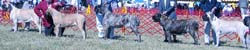 odkc_fall05_0027
