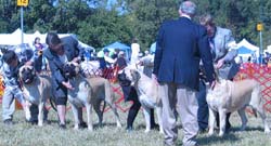 odkc_fall05_0031