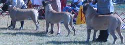 odkc_fall05_0049