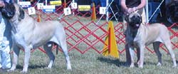 odkc_fall05_0058
