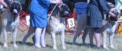 odkc_fall05_0061