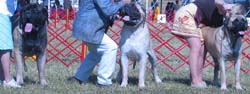 odkc_fall05_0065
