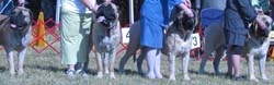 odkc_fall05_0067