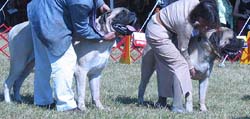 odkc_fall05_0069