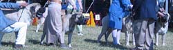odkc_fall05_0070