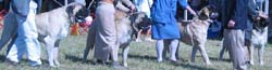 odkc_fall05_0071