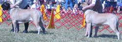 odkc_fall05_0076