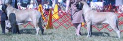 odkc_fall05_0077