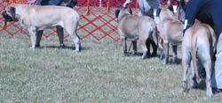 odkc_fall05_0079
