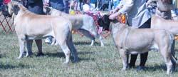odkc_fall05_0082