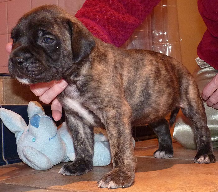 Rowdy x Babs puppy, 4 weeks old
