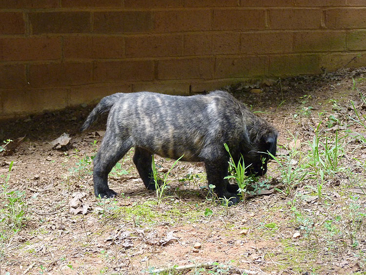 P1100120_5wks