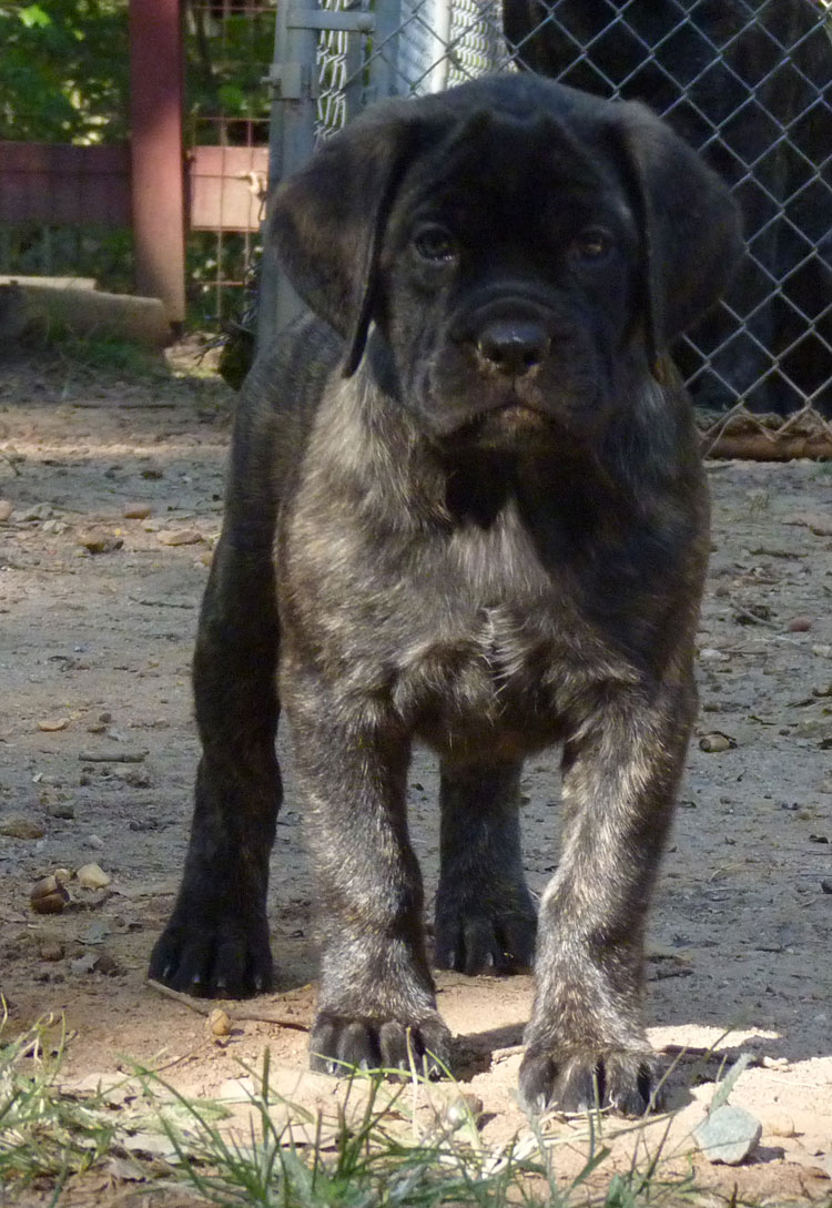 Kiddo at 8 weeks