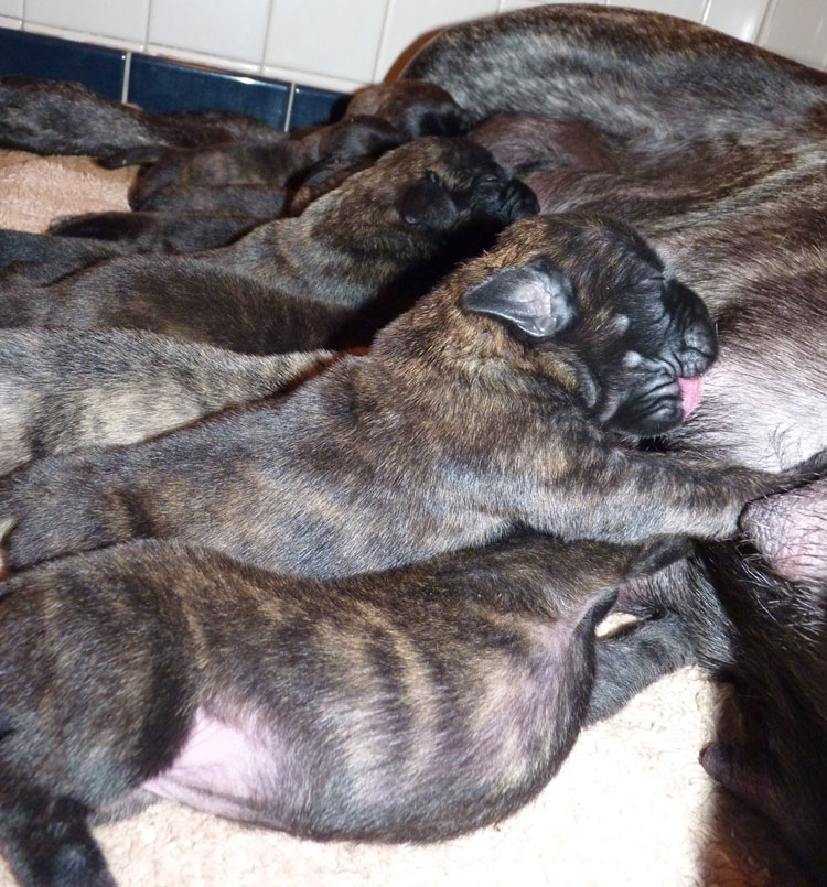 One Week Old Mastiff Puppies - Rowdy x Jene