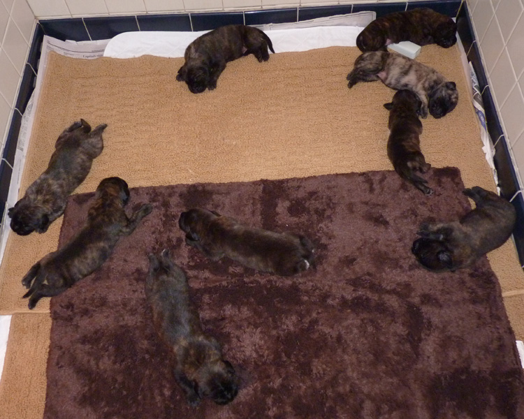 13 Days Old Mastiff Puppies - Rowdy x Jene