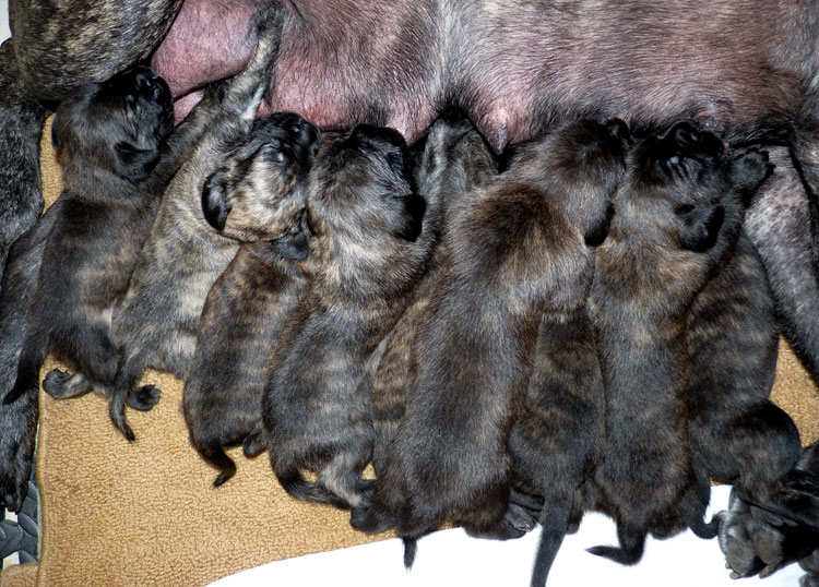 20 Days Old Mastiff Puppies - Rowdy x Jene