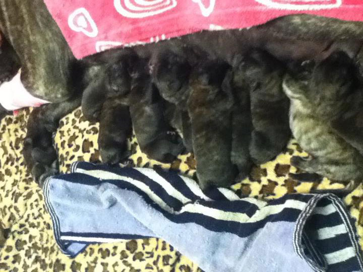 Newborn Mastiff Puppies - Rowdy x Jene