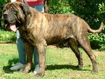 Rebel at 4 years of age.