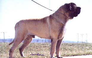 Ch. Old School's Primo Remo Major