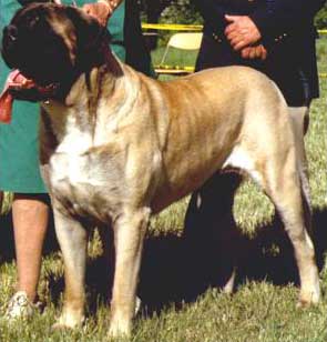 emo as Grand Tournament Winner at the 1989 MCOA National Specialty.