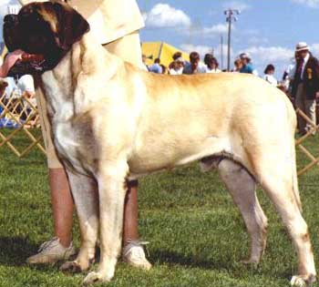 Remo Winning a Best of Breed at Trenton KC.