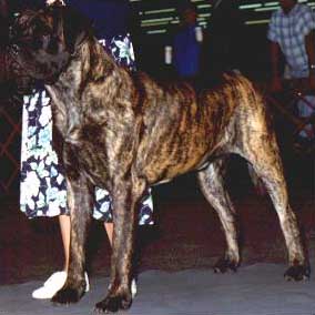 Sagar at 17 months of age.