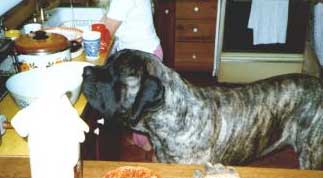 Sarge was a big boy!