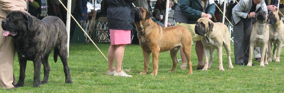 Winners Dog Class