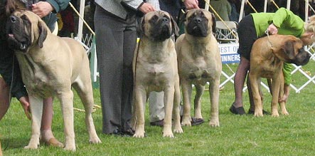 Winners Dog Class