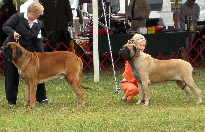 001_dogbbe