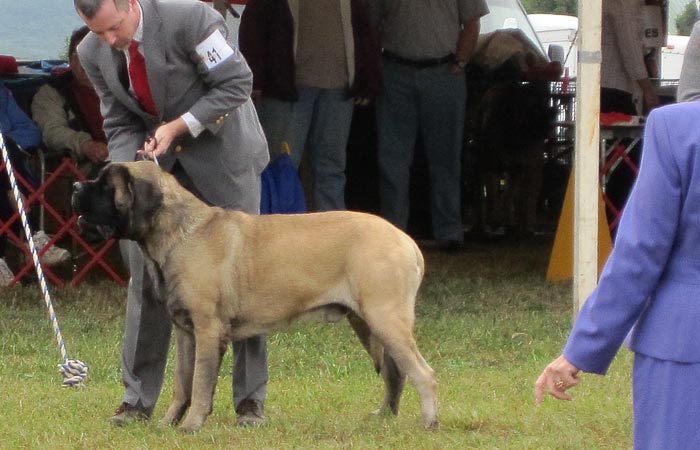002_dogbbe
